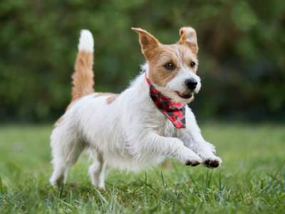 Kleine Hunde